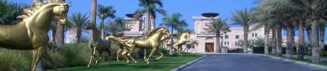 dubai-horses.jpg Dubai travel and tours, Hotel Dubai Desert Safari, Hatta safari