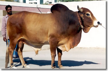 Fujairah - Bull